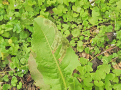 Pegomya bicolor