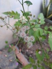 Asteraceae