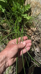 Juncus dubius