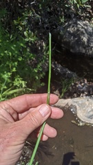 Juncus dubius
