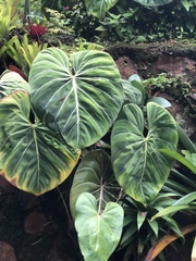 Philodendron gloriosum