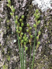 Carex festucacea