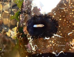 Scutus unguis