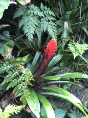Guzmania conifera