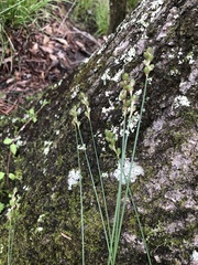 Carex festucacea
