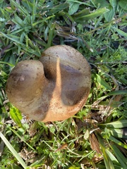 Paxillus