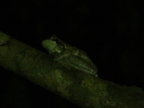 Trachycephalus typhonius