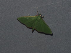 Parotis punctiferalis