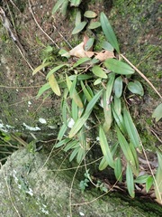 Bulbophyllum gracillimum