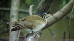 Heliornis fulica