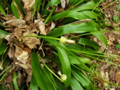 Carex fraseriana