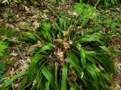 Carex fraseriana