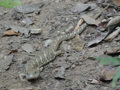 Gerrhonotus liocephalus