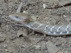 Gerrhonotus liocephalus