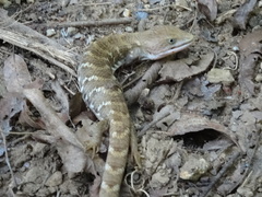 Gerrhonotus liocephalus