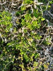 Melicytus orarius