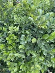 Gomphandra luzoniensis