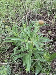 Echinacea angustifolia