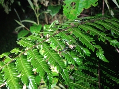 Paramastax duquei