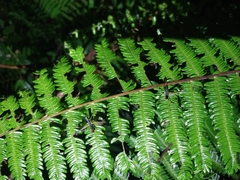 Paramastax duquei