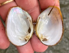 Fusconaia subrotunda