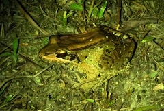 Leptodactylus guianensis