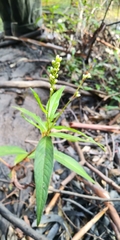 Persicaria subsessilis