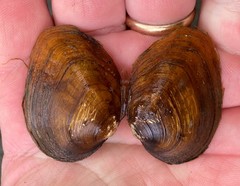 Fusconaia subrotunda