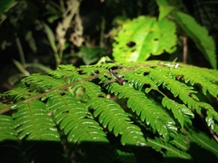 Paramastax duquei