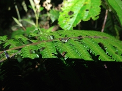 Paramastax duquei