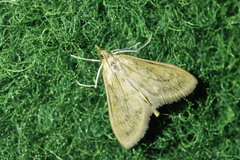 Paratalanta pandalis