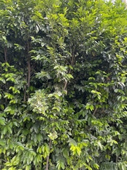 Diospyros maritima