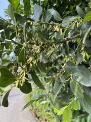 Diospyros maritima