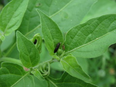 Paragrilus rugatulus