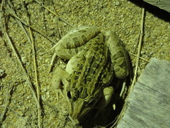 Leptodactylus fuscus