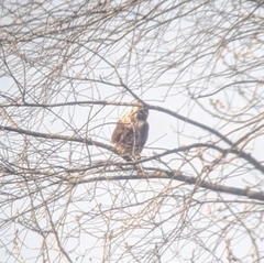Buteo lagopus