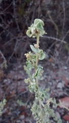 Atriplex undulata