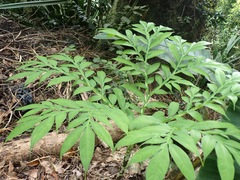 Amorphophallus prainii