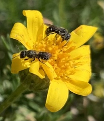 Protosmia rubifloris