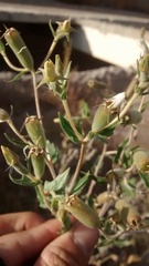 Mentzelia albescens