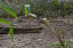 Crotalus durissus terrificus