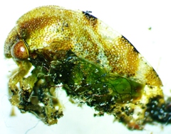 Cyrtolobus togatus