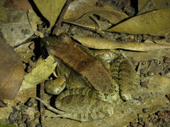 Leptodactylus guianensis