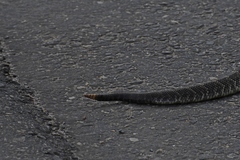 Crotalus durissus terrificus