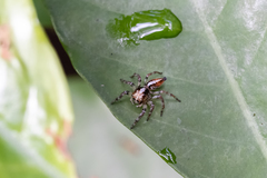 Orientattus hongkong