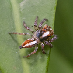 Orientattus hongkong