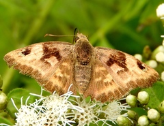 Arteurotia tractipennis
