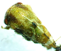 Cyrtolobus togatus
