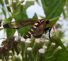 Isanthrene perboscii