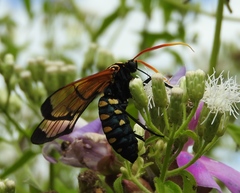 Isanthrene perboscii